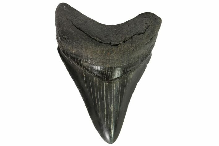 Serrated, Fossil Megalodon Tooth - Georgia #84174
